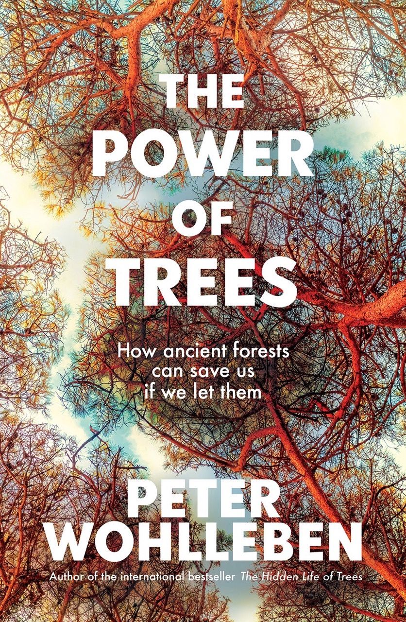 The Power of Trees: How ancient forests can save us if we let them