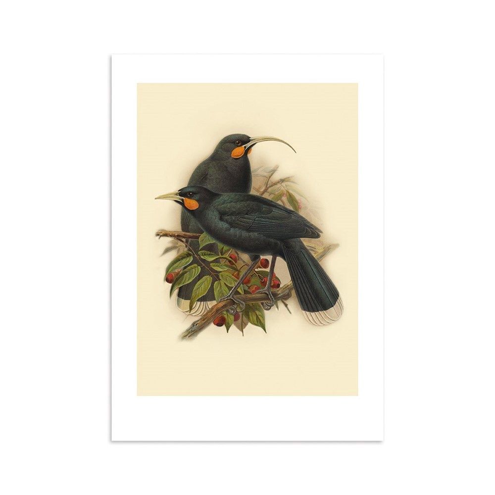 A3 Art Print - Buller's Huia A3 Art Print - Buller's Huia