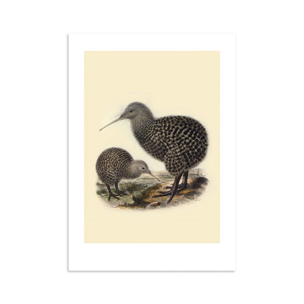 A3 Art Print - Buller's Kiwi