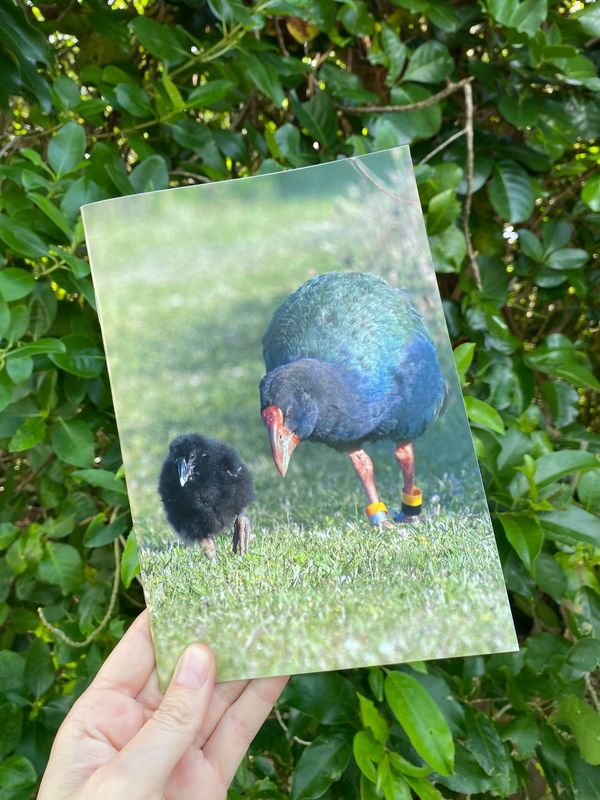 Notebook - takahē & chick Notebook - takahē & chick