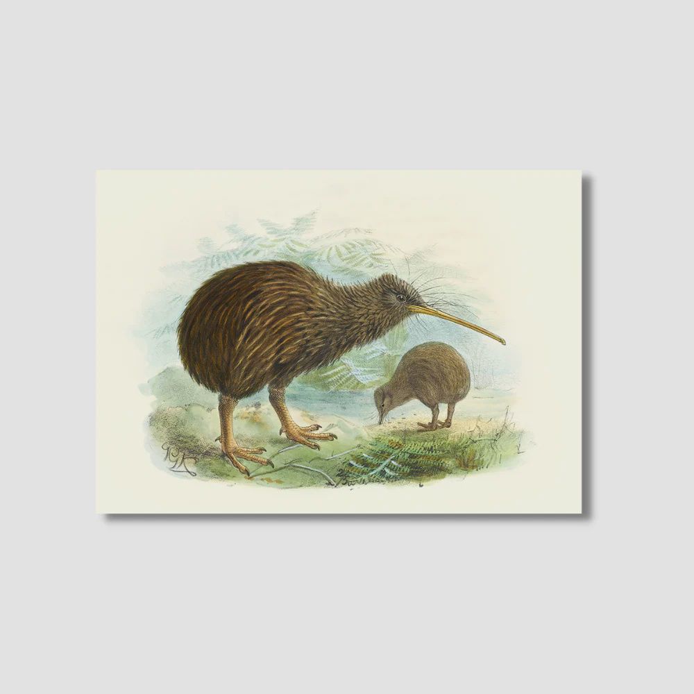 A4 Print- J.Keulemans, Kiwi