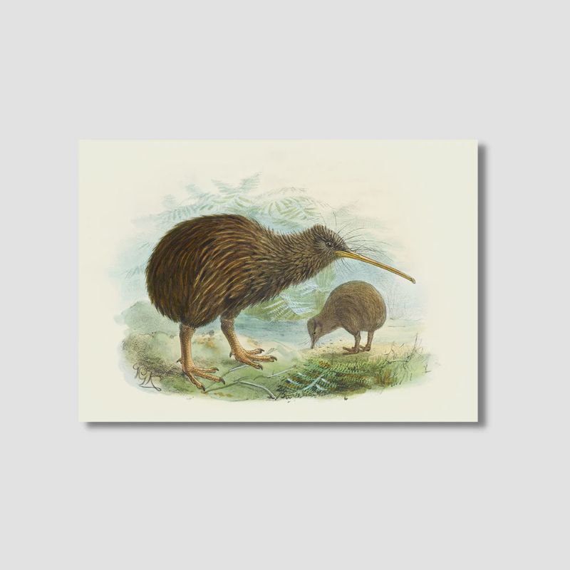 A4 Print- J.Keulemans, Kiwi