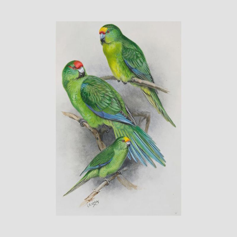 A4 Print- G.Lodge, Parakeet