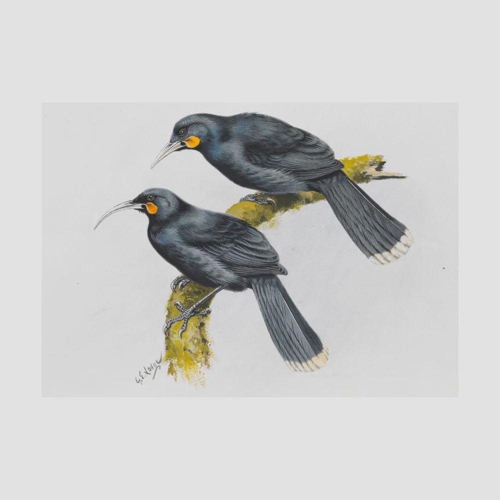 A4 Print- G.Lodge, Huia