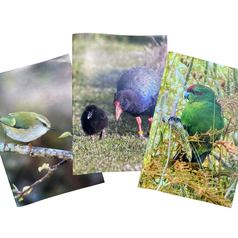 Set of 3 Notebooks- titipounamu, kākāriki, takahē & chick