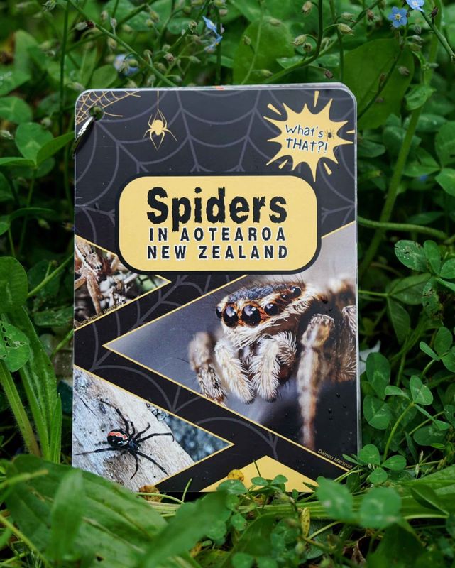 Identification card set- Spiders in Aotearoa NZ