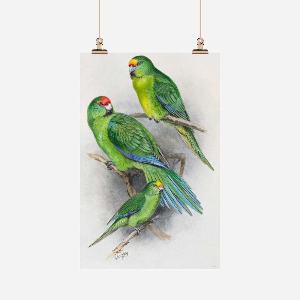 Tea Towel- Parakeet, George Lodge