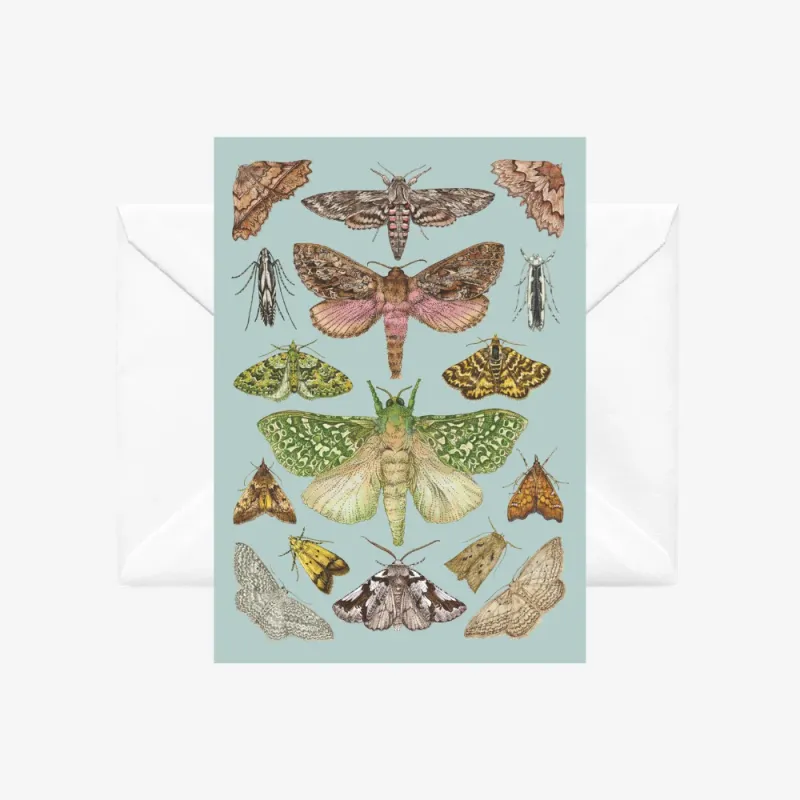 Card- Moths