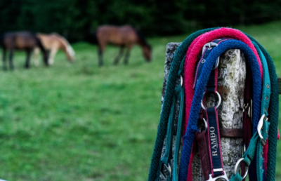 Horse Riding Gear/Charrería
