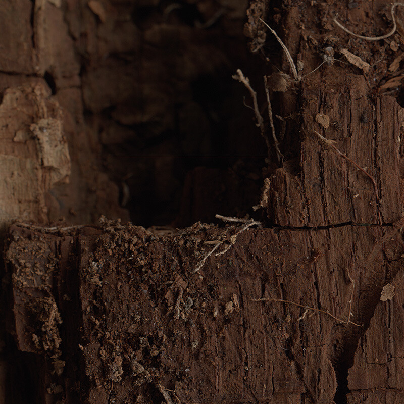 Eroded Pine Log - Auburn &amp; Moss