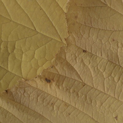 Autumn - Striped Maple