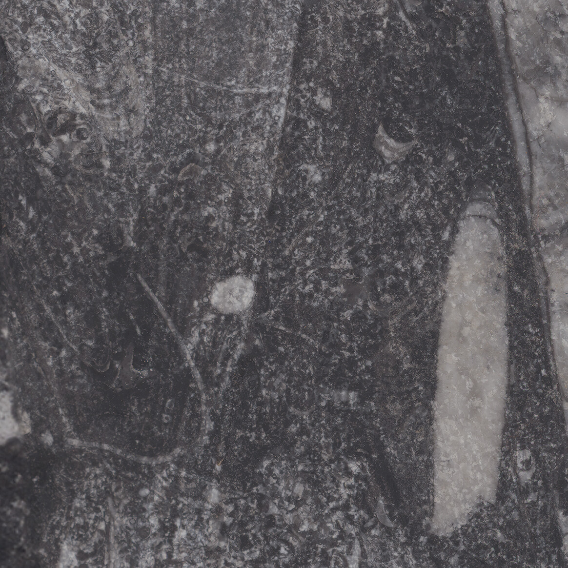 Fossilized Stone