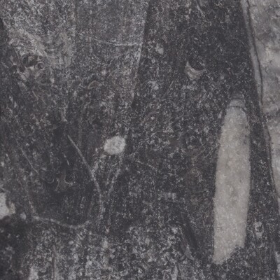 Fossilized Stone