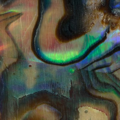 Abalone Shell 2