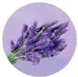 KDS Hand &amp; Body Lotion 8.3 FL OZ, Fragrance: Lavender
