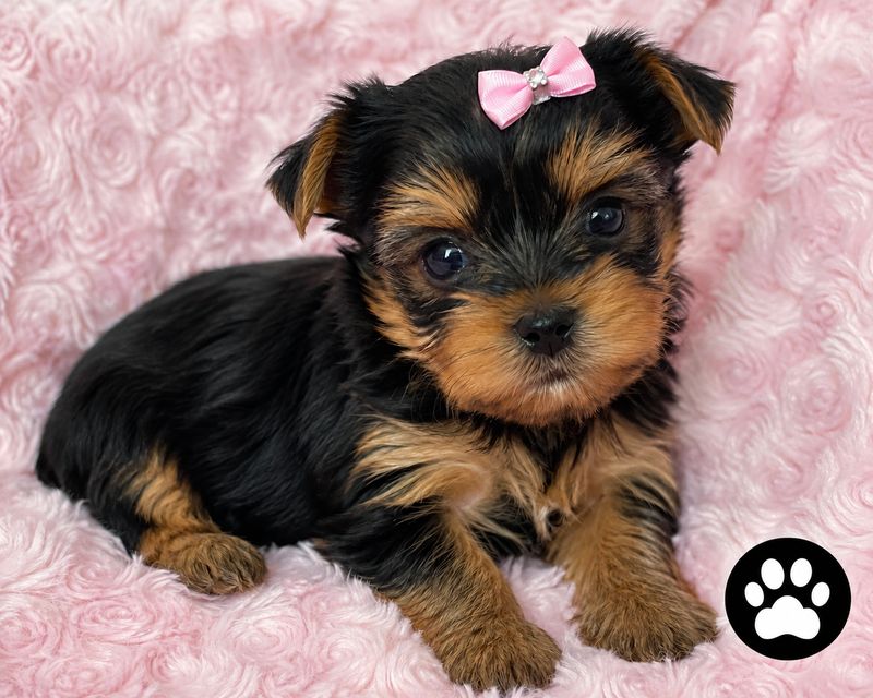 Teacup Female Yorkie Luna Teacup Female Yorkie Luna