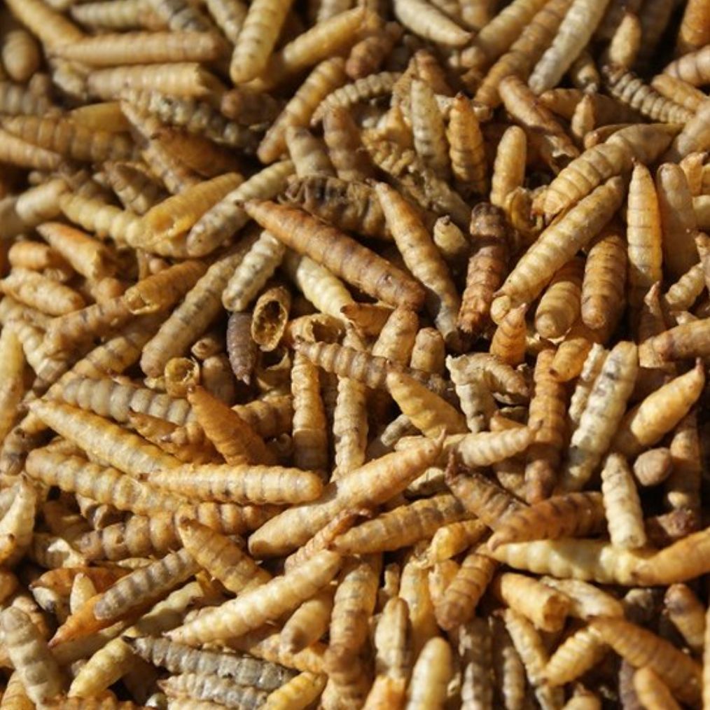 Nutriworms-Larve zwarte soldaatvlieg 5-10kg