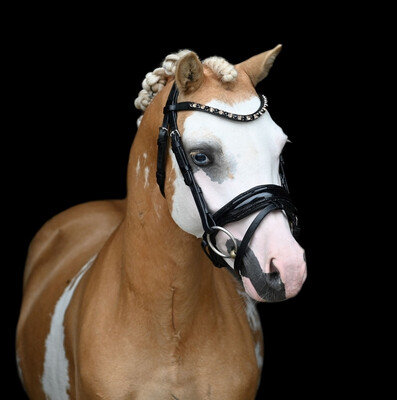 Hoofdstel Special Black Gold