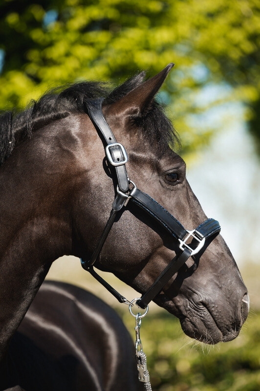 Halster Navy Glitter Full