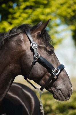 Halster Navy Glitter Full