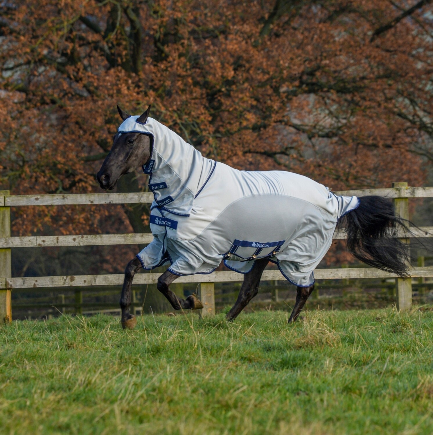 Bucas Sweet - Itch Light X deken