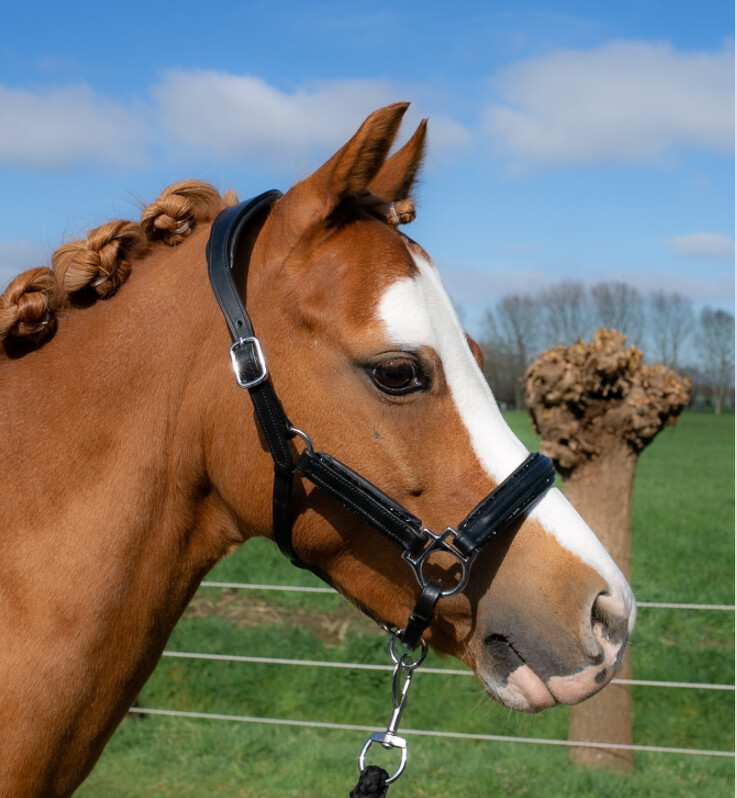 Halster Leder Black Diamond A-pony