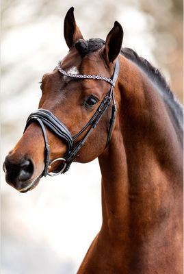 Hoofdstel Great Love Black Lack