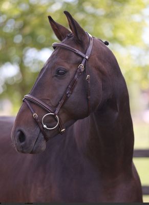 LJ Hoofdstel London Gecombineerde Neusriem Pony