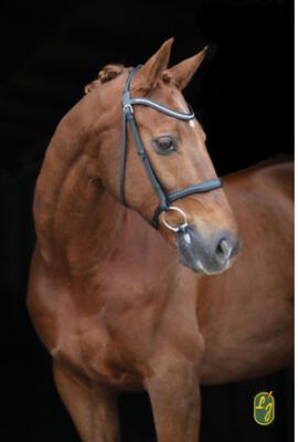 LJ Hoofdstel Diamond