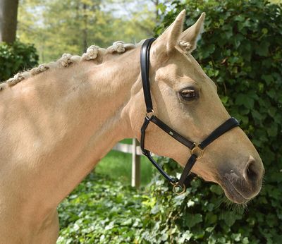 Halster onderlegd met naamplaatje