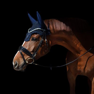 Paard