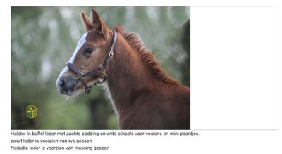 Veulen halsters