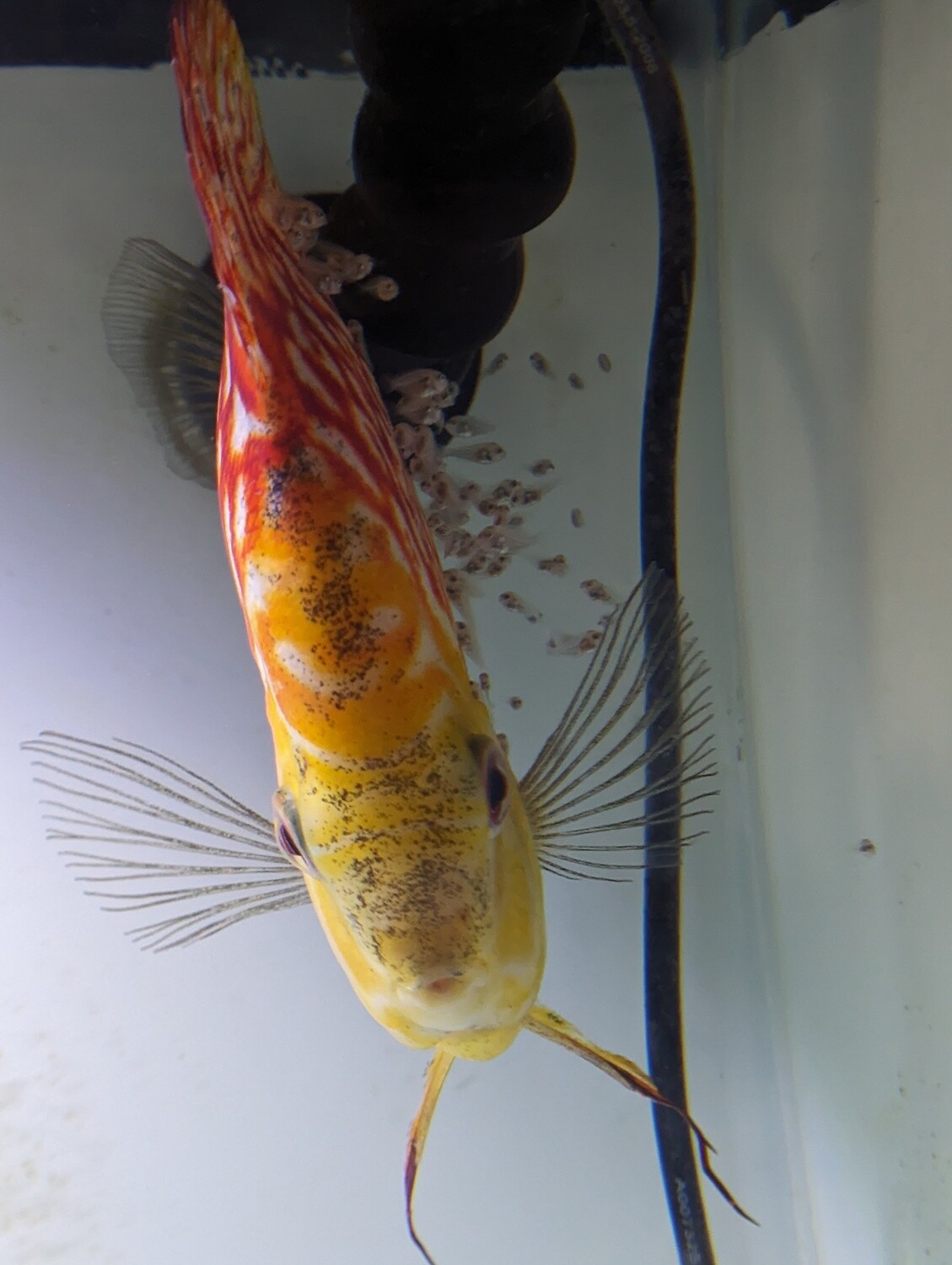 Stendker Orange Checkerboard Discus