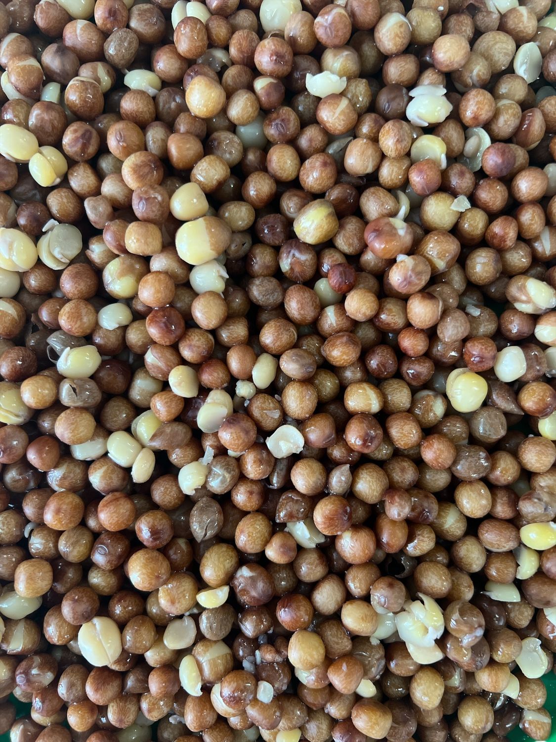 Maples (Esdoorn) 20kg