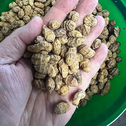 Noix tigrées XXL, 3 kg en seau