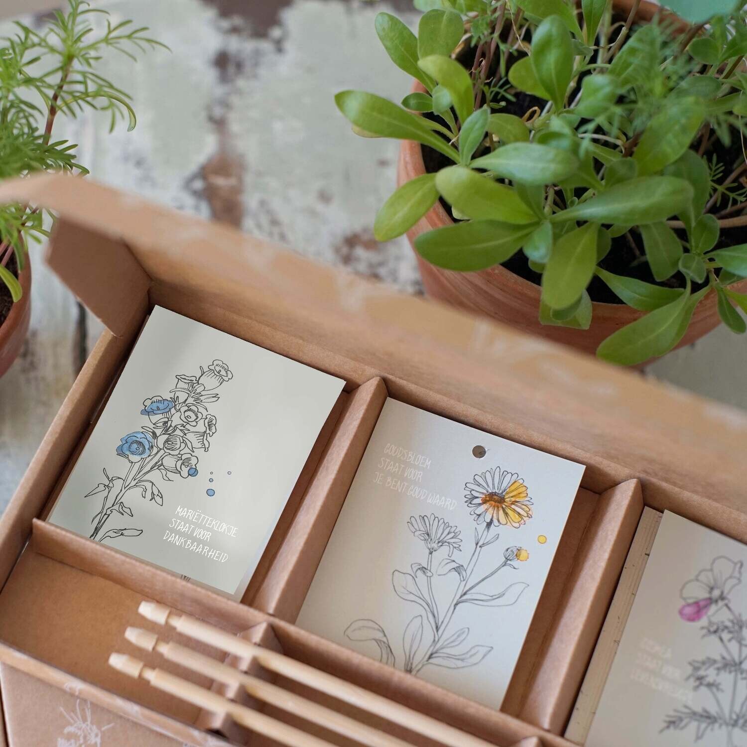 Cadeaudoosje bloemenzaden &#39;Waardering zaaien&#39;
