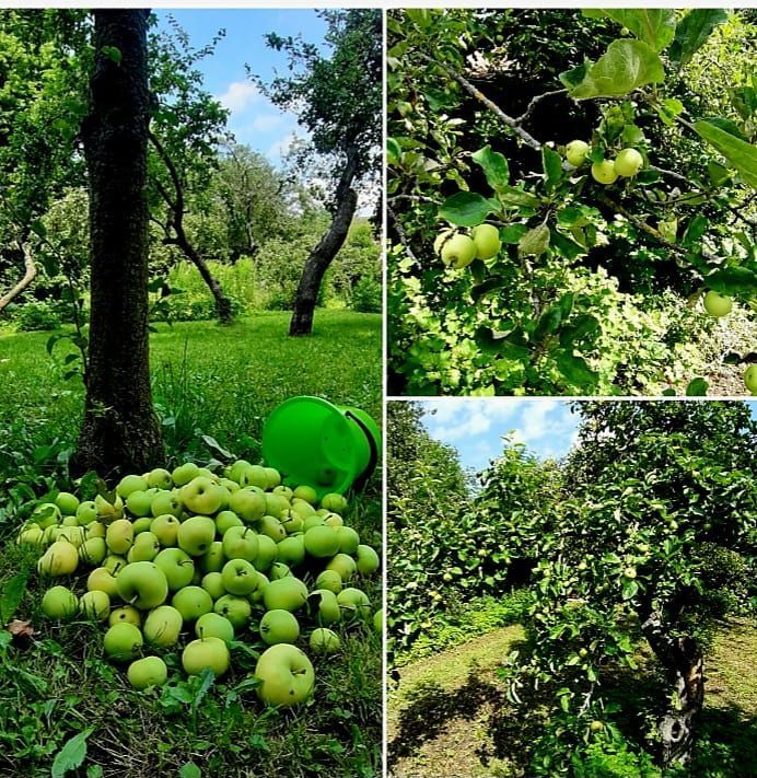 Klaräpfel