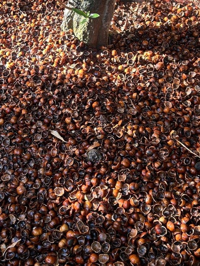 Cobertura Cáscara de Avellanas por Sacos - 220 litros