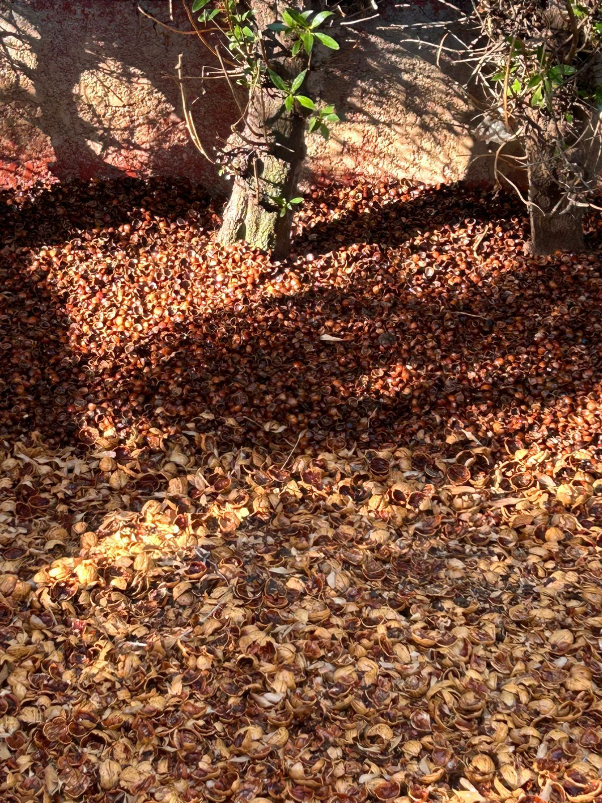 Cobertura Cáscara de Avellanas por Sacos - 220 litros