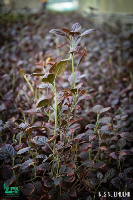 Iresine Lindenii