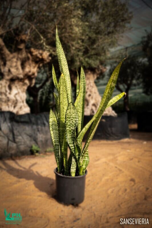 Sansevieria