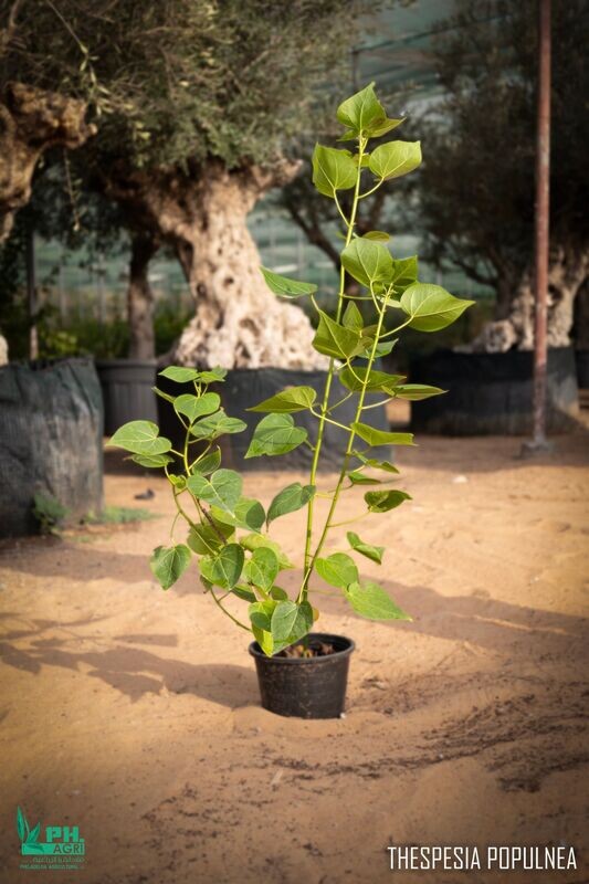 thespesia populnea