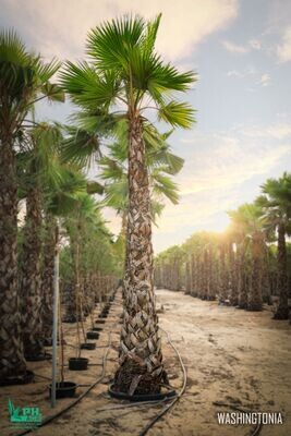 Washingtonia Palm