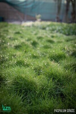 Paspalum grass