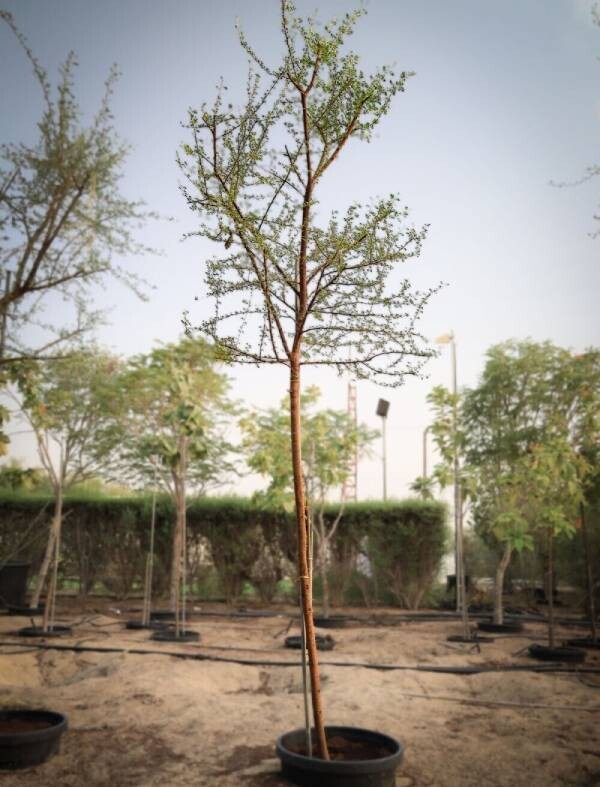 ACACIA ARABICA