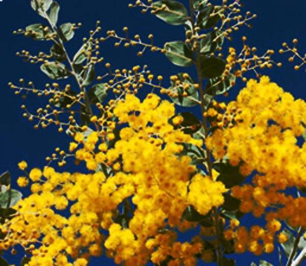 ACACIA SPECIES