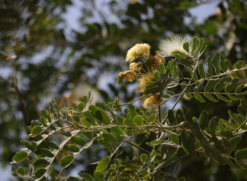 ALBIZIA LEBBECK