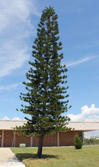 ARAUCARIA HETEROPHYLLA