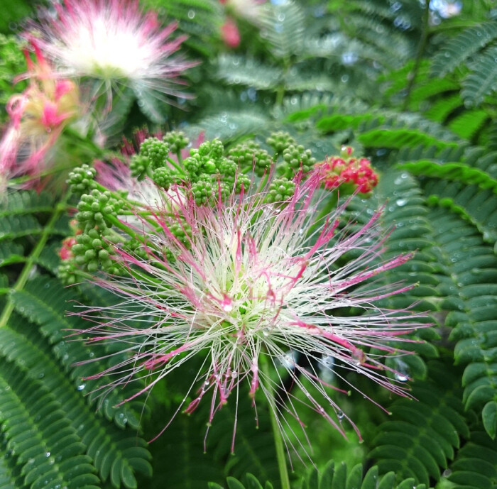 ALBIZIA JULIBRISSIN