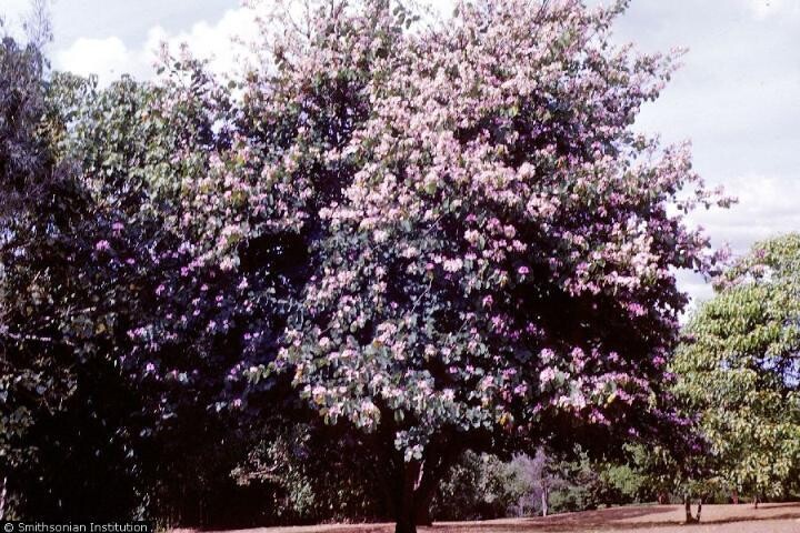 BAUHINIA PURPUREA